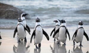 Pudgy Penguins Secures Las Vegas Sphere Spot After Dogwifhat Campaign Fails