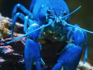 Blue lobster as, with the launch of KiloClaw, enterprises now have a tool to enforce governance over autonomous agents and manage shadow AI.